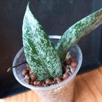 hoya pubicalyx silver nr 115, Ophalen of Verzenden, Overige soorten, Minder dan 100 cm