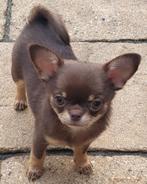 Chihuahua- prachtige reutjes van PL vrije ouders !, Dieren en Toebehoren, Honden | Chihuahua's en Gezelschapshonden, Reu, CDV (hondenziekte)