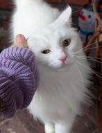 Twee lieve, kindvriendelijke poezen (halve Noorse boskat), Dieren en Toebehoren, Poes, Gechipt, 0 tot 2 jaar