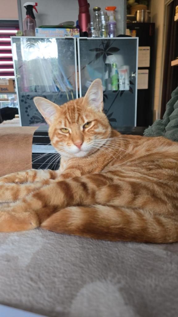 Bengaal x Maine Coon kater, Dieren en Toebehoren, Katten en Kittens | Raskatten | Korthaar, Kater, 0 tot 2 jaar, Gechipt