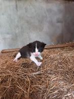 Boerderij Kittens, Poes, Ontwormd, 0 tot 2 jaar