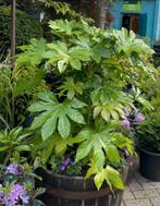 Fatsia japonica, Vaste plant, Halfschaduw, Zomer, Ophalen