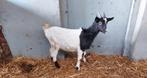 Jonge bonte geit, Dieren en Toebehoren, Schapen, Geiten en Varkens, Vrouwelijk, Geit