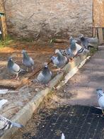 Duiven te koop, Dieren en Toebehoren, Vogels | Duiven, Meerdere dieren, Postduif
