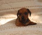 Dwerg teckel pups, mogen het nestje verlaten, CDV (hondenziekte), 8 tot 15 weken, Korthaar, Dwerg