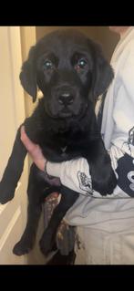 Lieve forse Labrador, Dieren en Toebehoren, Reu, 8 tot 15 weken, Labrador retriever, Parvo