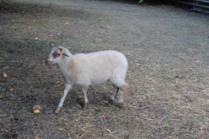 Houtlandschaap, Dieren en Toebehoren, Schapen, Geiten en Varkens, Schaap, Mannelijk, 0 tot 2 jaar