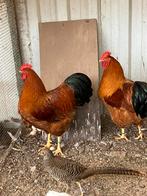 New Hampshire fokhanen, Meerdere dieren, Kip