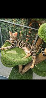 Prachtige Bengaal poes, Dieren en Toebehoren, Katten en Kittens | Raskatten | Korthaar, Poes, Gechipt, 0 tot 2 jaar