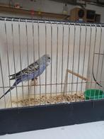 jonge grasparkieten, Dieren en Toebehoren, Vogels | Parkieten en Papegaaien, Meerdere dieren, Parkiet, Tam