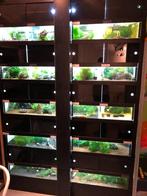 Garnalen kweekstelling (h 217 b 150 d 50), Dieren en Toebehoren, Vissen | Aquaria en Toebehoren, Ophalen, Gebruikt, Leeg aquarium