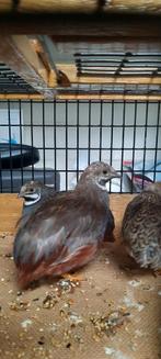 Chinese dwergkwartel haantjes., Dieren en Toebehoren, Vogels | Overige Vogels, Mannelijk