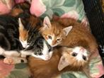 Te koop: lieve, kindvriendelijke en zindelijke kittens, Dieren en Toebehoren, Katten en Kittens | Overige Katten, Meerdere dieren