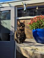 Charlie europese korthaar ️, Dieren en Toebehoren, Katten en Kittens | Overige Katten, Poes
