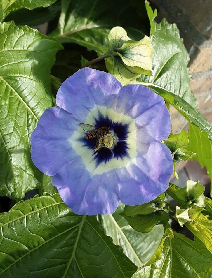 Zaden Nicandra sp. 'Maxima', Tuin en Terras, Bloembollen en Zaden, Zaad, Ophalen of Verzenden