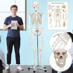 Anatomie model skelet 181 cm op staander GRATIS BEZORGD!, Nieuw, Verzenden