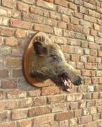 opgezette kop wild zwijn everzwijn varken, Antiek en Kunst, Ophalen