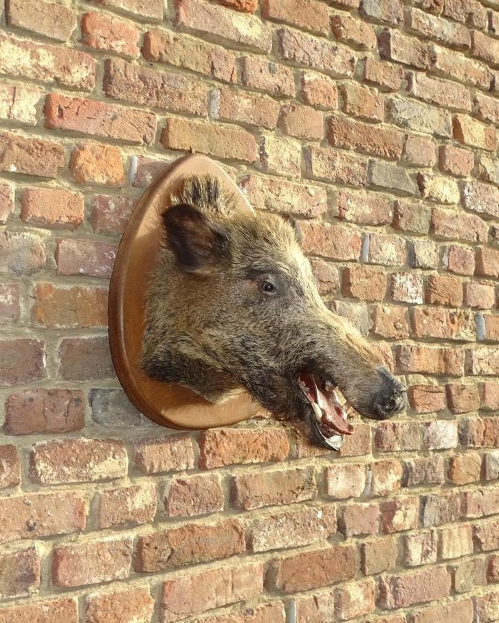opgezette kop wild zwijn everzwijn varken, Antiek en Kunst, Curiosa en Brocante, Ophalen