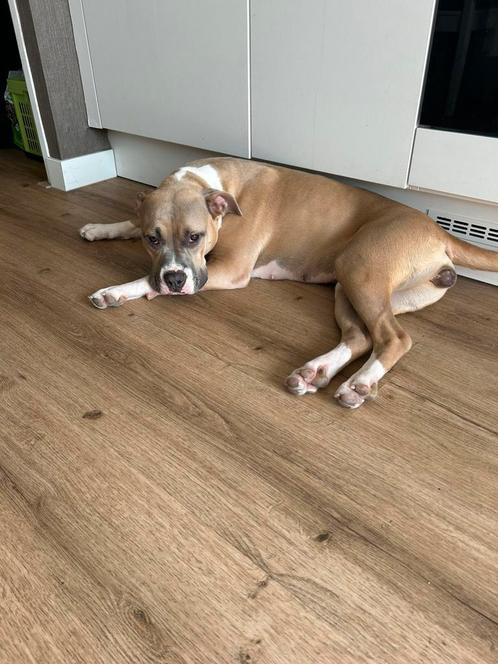 Amerikaanse  stafford teef, Dieren en Toebehoren, Honden | Retrievers, Spaniëls en Waterhonden, Teef, Overige rassen, Particulier