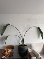 Gratis ophalen met pot, Huis en Inrichting, Kamerplanten, Ophalen, Halfschaduw, 150 tot 200 cm