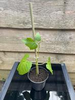 Komkommerplant, Ophalen