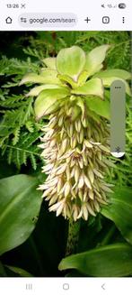 Eucomis, Ophalen of Verzenden, Najaar, Volle zon, Bloembol