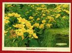 Dotterbloem (Caltha palustris) Flora - Natuurmonumenten '13, Verzamelen, Ophalen of Verzenden, 1980 tot heden, Gelopen, Natuur