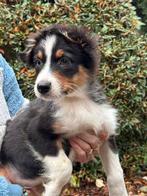 Bijzonder knappe Australian Shepherd reu.