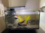 Aquarium Superfish Quadro 40 Pro incl. 2 Betta Kempvissen, Ophalen, Zo goed als nieuw, Gevuld zoetwateraquarium