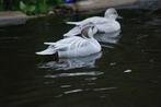 Zilveren baikal taling eenden, Dieren en Toebehoren, Pluimvee, Meerdere dieren, Eend