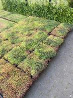 Sedum cassettes voor groendak zelf maken, Tuin en Terras, Planten | Tuinplanten, Ophalen of Verzenden, Zomer, Volle zon