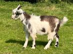 Te koop stamboek Landgeit bokken, Dieren en Toebehoren, Schapen, Geiten en Varkens, Mannelijk, Geit, 0 tot 2 jaar