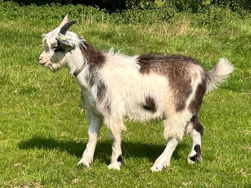 Te koop stamboek Landgeit bokken, Dieren en Toebehoren, Schapen, Geiten en Varkens, Geit, Mannelijk, 0 tot 2 jaar