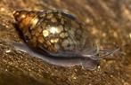 puntige blaashoren slakken, Dieren en Toebehoren, Vissen | Aquariumvissen, Slak of Weekdier