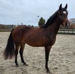 2,5 jarige KWPN dressuur ruin, V. Next Level x Discovery, Dieren en Toebehoren, Paarden, Ruin, Dressuurpaard, 3 tot 6 jaar