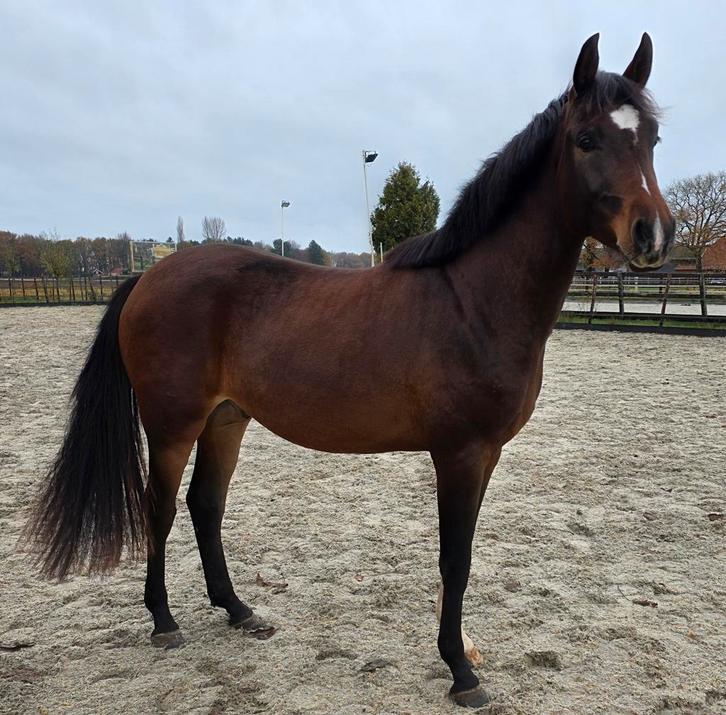 2,5 jarige KWPN dressuur ruin, V. Next Level x Discovery, Dieren en Toebehoren, Paarden, Ruin, 3 tot 6 jaar, Dressuurpaard