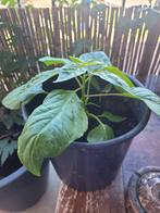 Peper plant, Ophalen, Overige soorten, Minder dan 100 cm