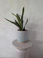 Plant met pot, Ophalen, Overige soorten, Minder dan 100 cm