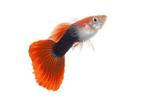 Guppys gezocht met mooie kleuren, ook babys zijn welcome, Dieren en Toebehoren