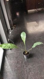 Anthurium hookeri, Huis en Inrichting, Kamerplanten, Ophalen, Halfschaduw, Minder dan 100 cm