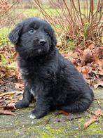 Friese Stabij x Golden Retriever pups ouders HD ED vrij, Nederland, Overige rassen, 8 tot 15 weken, CDV (hondenziekte)