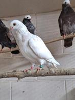 Koppel jonge figurita's, Dieren en Toebehoren, Vogels | Duiven, Meerdere dieren, Overige soorten