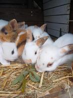 Babykonijntjes. Leeuwenkop x Nederlandse hangoor, Dieren en Toebehoren, Meerdere dieren, Dwerg, Hangoor