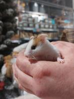 Syrische hamsters super lief en super tam., Dieren en Toebehoren, Hamster, Mannelijk, Tam, September