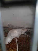 Fallow grasparkieten, Dieren en Toebehoren, Meerdere dieren