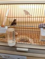 Five fancy kanaries, Meerdere dieren, Kleurkanarie