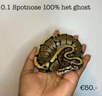 0.1 Spotnose 100% het ghost NK24, Slang