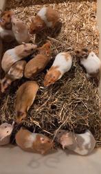 Goudhamsters, Dieren en Toebehoren, Knaagdieren, Hamster, Augustus, Meerdere dieren, Tam