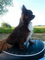 Chihuahua met stamboom, Dieren en Toebehoren, Honden | Dekreuen, 6 jaar of ouder, Fokker | Hobbymatig, Reu, CDV (hondenziekte)