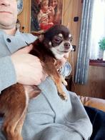 chihuahua reu, Particulier, Rabiës (hondsdolheid), 6 jaar of ouder, Reu